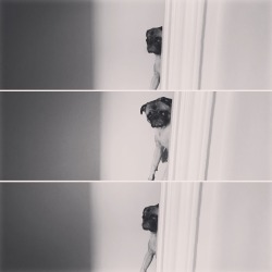 randyhaddock:  The pug comes a-creepin’ when he hears you in the kitchen eating.