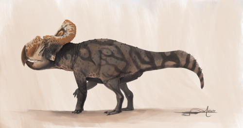 thewoodparable:Illustrations of Velociraptor mongoliensis and Protoceratops andrewsi done for the la