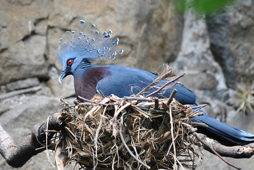 cool-critters:Victoria crowned pigeon (Goura victoria)The Victoria crowned pigeon is part of a genus