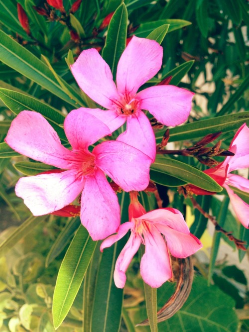 Nerja flowers
