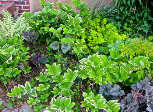 geopsych:Working that foliage!Front garden at the end of May.