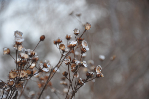 untermyergardens:Vernonia noveboracensis or New York ironweed after freezing rain.  The ice looks li