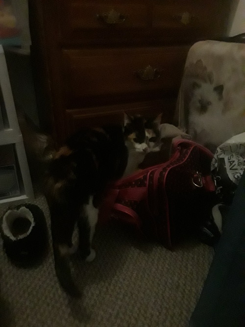 I was gone for one second and they just got into my ballet bag XD WHY!?