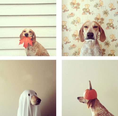 some cute pictures of halloween mode maddie the coonhound, happy halloween!