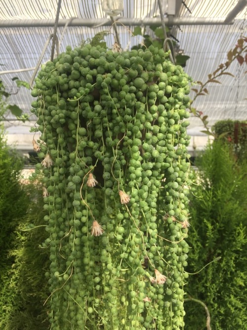 supremesucculents:Back at the beautiful greenhouse, check out this string of pearls!!