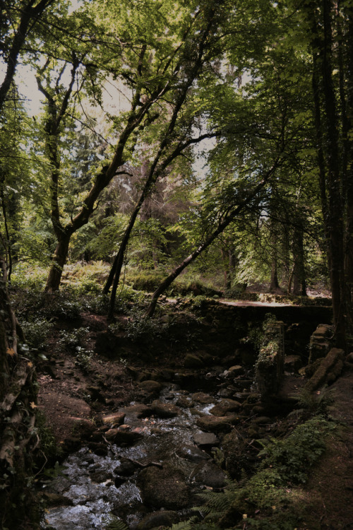 sean-o-neill-photography:Woodland Stream