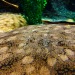 mardyxbvm-deactivated20201119:Enjoy some Jellies and pals :) 
