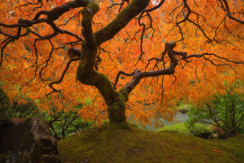 drxgonfly: Japanese Garden, Portland, Oregon (by imagesofdream)