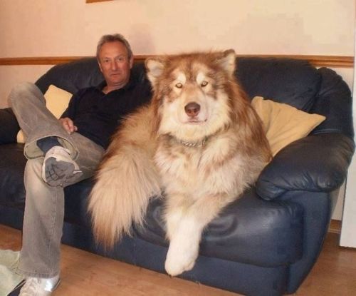 animalforum: 180 pound Alaskan Malamute.