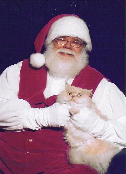 teratomarty:  unimpressedcats:  who is this fat man and why is he holding me?  Kitty