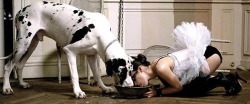 kennelmaster:  Feeding time 