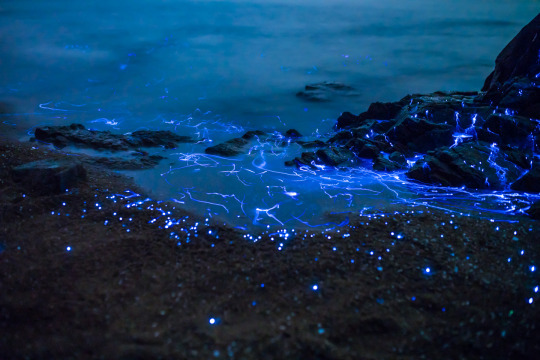 sixpenceee:  The Weeping Stone by Tdub Photo is created with bio luminescent shrimp