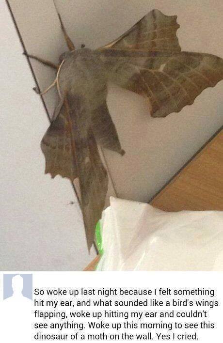 wiselwisel:  Me desperté la otra noche notando como un aleteo de pájaro golpeándome en la oreja. Esta mañana vi esta polilla monstruosa en la pared. Sí, he llorado. 