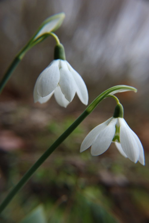 Winter flowers &hellip;   ground hugging little treasures &hellip; enjoying this milder than usual w