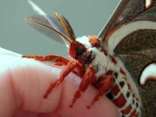 glitchmoose: thesummerofmoths:Cecropia Moth @azra-idek