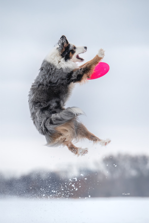 australianshepherd