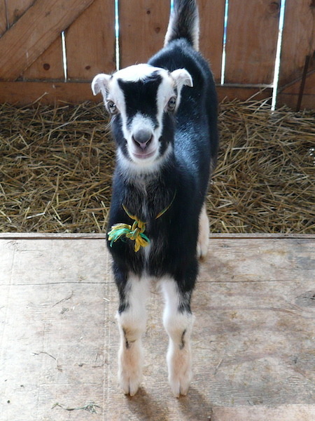 culturecheese:
“ LaMancha Goats
You might recognize this breed of goat because of their cute little ears, but you probably appreciate them because their milk has a high butterfat content, making the cheese produced from their milk taste sweet. Learn...