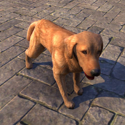 uesp:Did You Know: Bravil Retrievers love water?