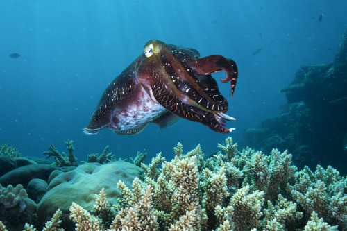 bashfulseawitch:Cuttlefish