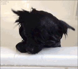 4gifs:  Barkley The Pom gets washed and blow dried. [vid]