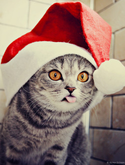 asylum-art:   Merry Christmas 2014 it’s almost Christmas! And we want to wish you all the best and promise to present you good mood on this holiday by the following collection of funny and cute Christmas animals! Not only human are waiting for this