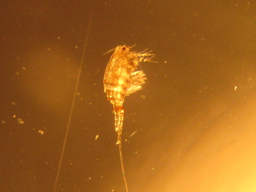 it-lives-in-between:

Really proud of these freshwater copepods photos taken through my microscope (at 4x)!!!That last one is in larval form. 