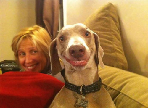 awesome-picz:  The Happiest Dogs Who Show The Best Smiles
