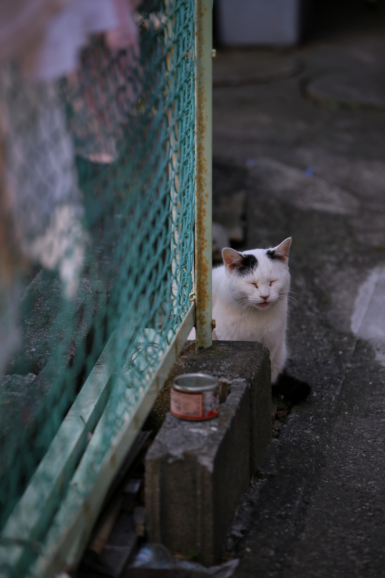 machi-neko:  2014-01-23  つぶやき 〜 muttering 