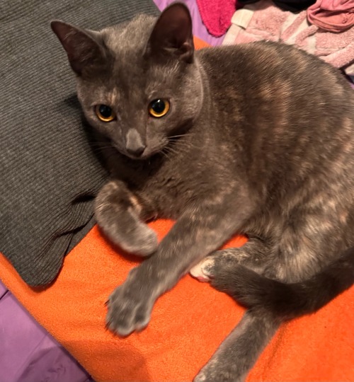I Wanted To Fold Clothes, But Cleopatra Wanted Attention.