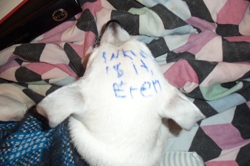 havocthe526th:  luckied:  //To show how tired I am, I just tried to write ‘What is it, Eren?’ on the dogs.   Yeah that didn’t go over well on Mack  Came out better on Molly. …I need help.  You’re weird…  Yes, I am, brother. Yes I am.  