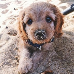 tselmc:  my puppy loves the beach