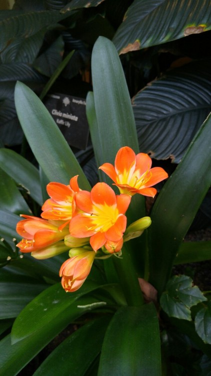 Clivia miniata is in the family Amaryllidaceae. Commonly known as Clivia lily or Natal lily, it is n