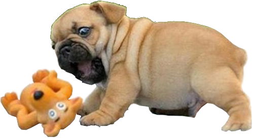 your-internet-stocker:Dog Pngs: Pugs!