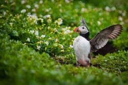 nature-madness:  Happy Puffin | Gorazd Golob 