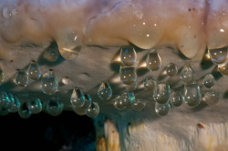 asapscience:  The underside of a “weeping” fungus cap.Some tree-dwelling fungi secrete a liquid when they are growing, a process known by botanists as guttation, ridding themselves of excess liquid through their pores. Photographed by Harvey Roberts