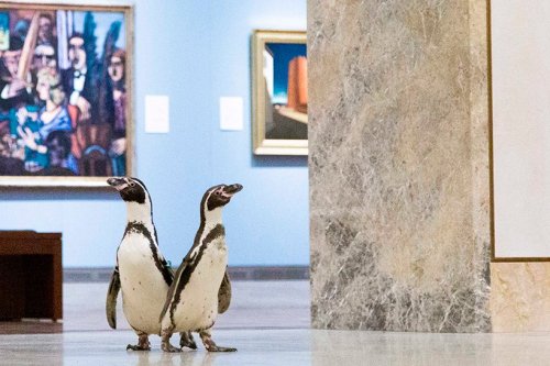 urhajos:Penguins of Kansas City Zoo get a private tour in the Nelson-Atkins Museum