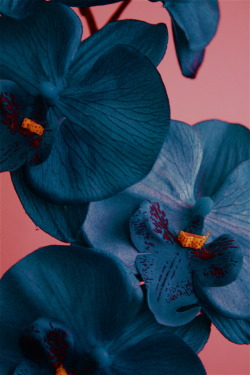 marslarouge:  Orchidaceae