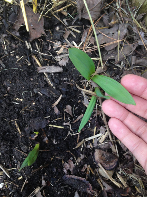 hqcreations:Regrowing Store-Bought RampsI have always wanted to grow a small supply of ramps on my p