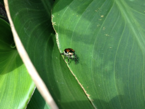fwends!! japanese beetles