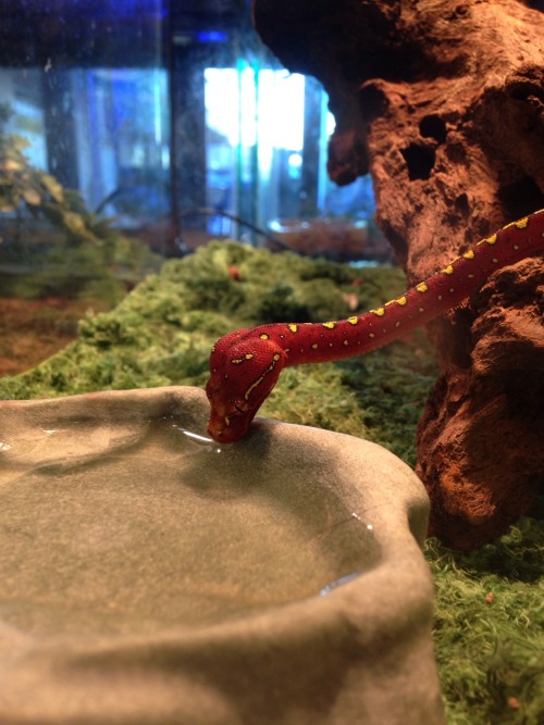 gears-keep-turning:
“Tiny red treenoodle takes a drink.
”
