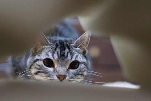 catycat21:cat #1117 by K-nekoTR on Flickr.