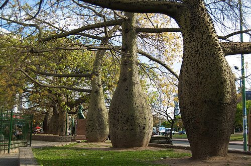 pati79:shutupandbuckleup:Buenos Aires really has the prettiest trees.Source for palo borracho, lapac