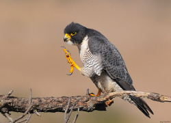 fairy-wren:  Peregrine Falcon (photo by jerry ting) 