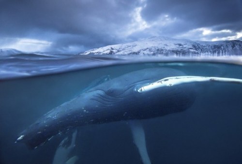 worldofwhales:by Audun Rikardsen