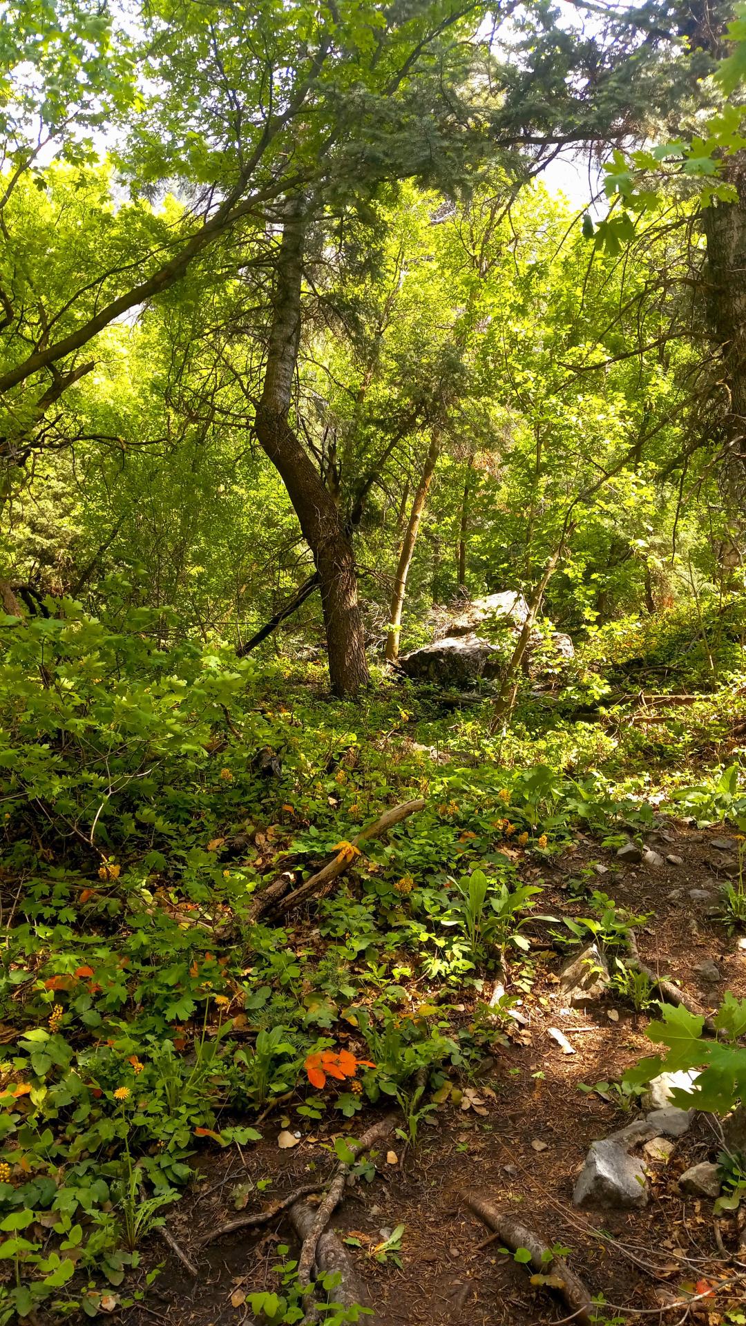 Amazingly Beautiful — A forest near Heber City, Utah. (OC)(2592x4608)