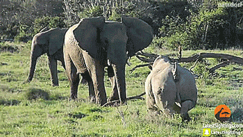 tastefullyoffensive:Elephant uses stick. It’s super effective. [full video]