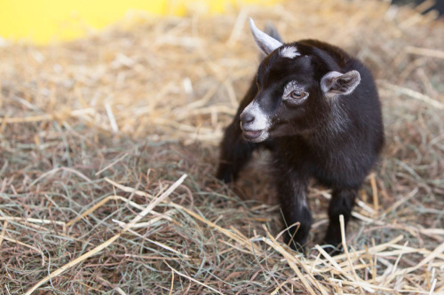 Dutchess County Fair