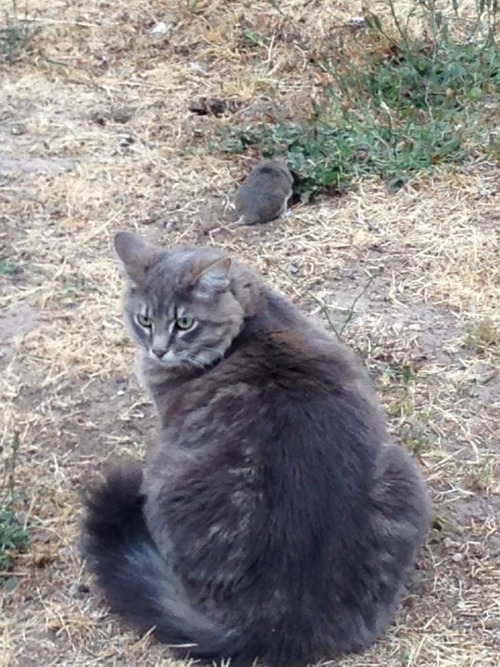 alegbra:  princeofsugoi:  alegbra:  my cat has been staring at this gopher for like 10 minutes I think he’s waiting to kill him until he finishes digging how polite  he’s letting him dig his own grave  …oh 