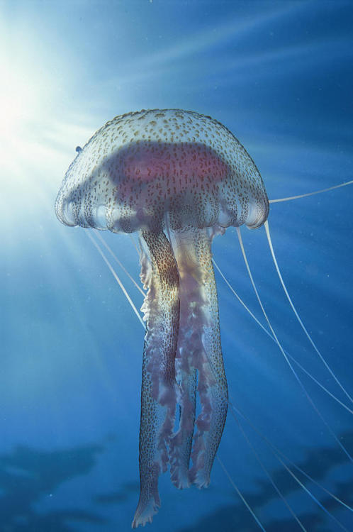 snorl-x:  Jellyfish 