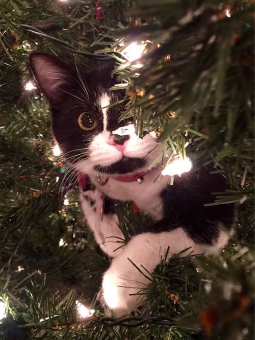 awesome-picz:   Cats Helping Decorate Christmas Trees. 